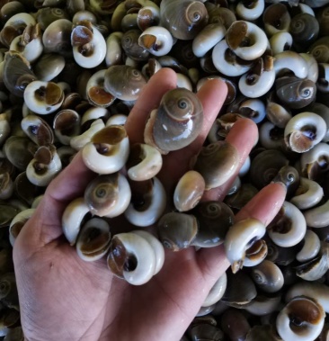 连云港本地猫眼螺香螺一手货源质量保证