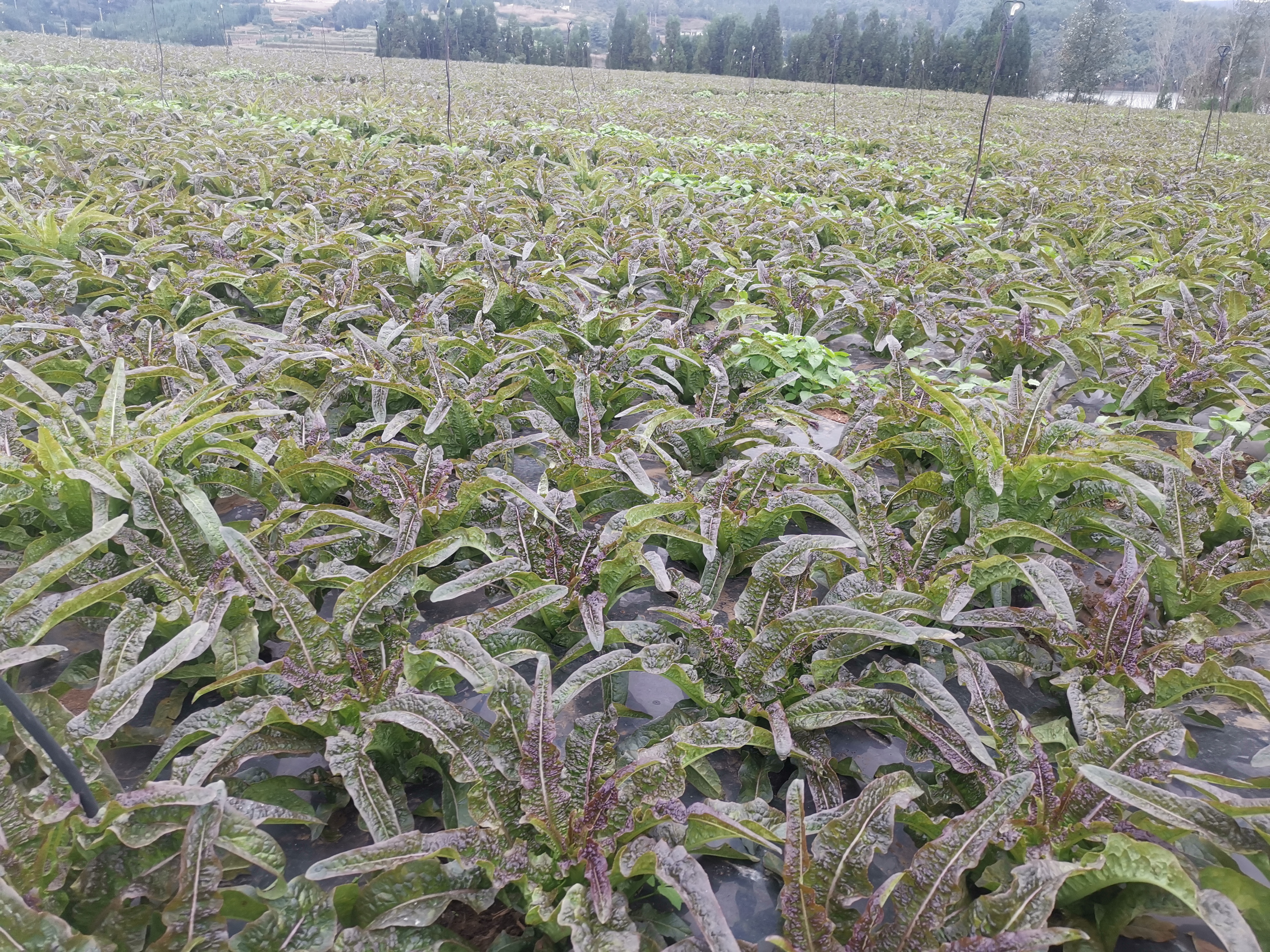 一株正在开花的野莴苣,直立茎高约60-120厘米,叶片呈羽状深裂,边缘有尖锐锯齿,茎部带有紫色条纹和细小倒钩刺,顶端开出黄色小花,背景为干燥的路边环境 野莴苣整体植株特写