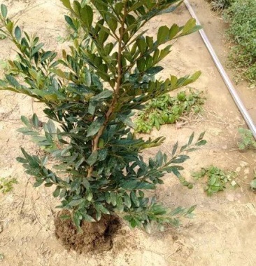 [文母树桩批发]中华蚊母价格0.50元/棵 - 一亩田