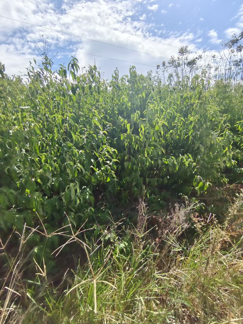 红花四照花基地图片