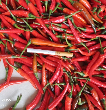 [小米椒批发]泰国油椒价格5.50元/公斤 - 一亩田