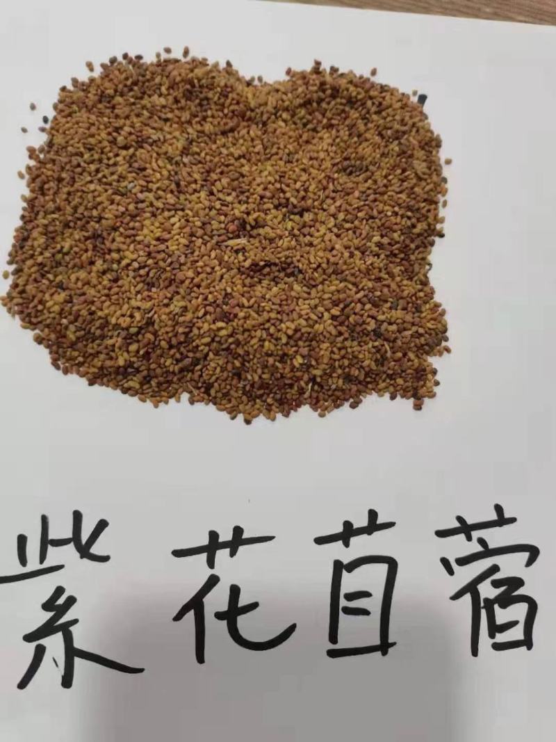 进口紫花苜蓿种子多年生苜蓿草种子牧草鸡鸭鹅牛羊鱼
