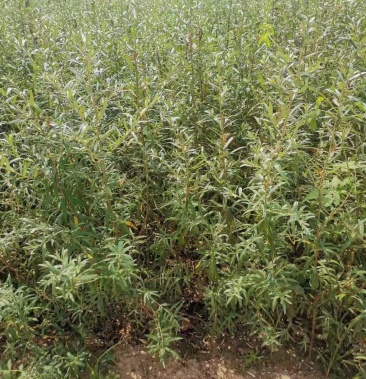 沙棘苗,大果沙棘苗,沙棘杯苗,沙棘苗大量