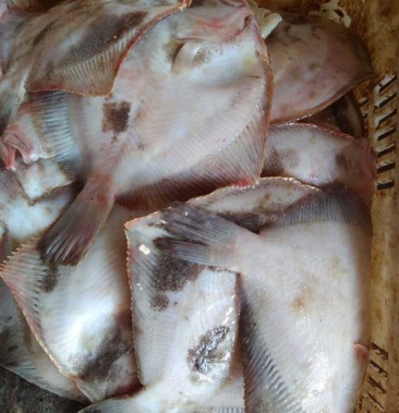 新鲜冰鲜 冰鲜多宝鱼 包邮