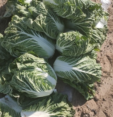 黄心大头娃娃菜杠菜