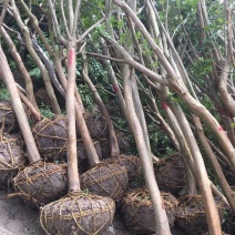 大量占地紫薇桩普通紫薇低价出售