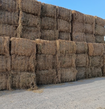 直销苜蓿燕麦露草青储