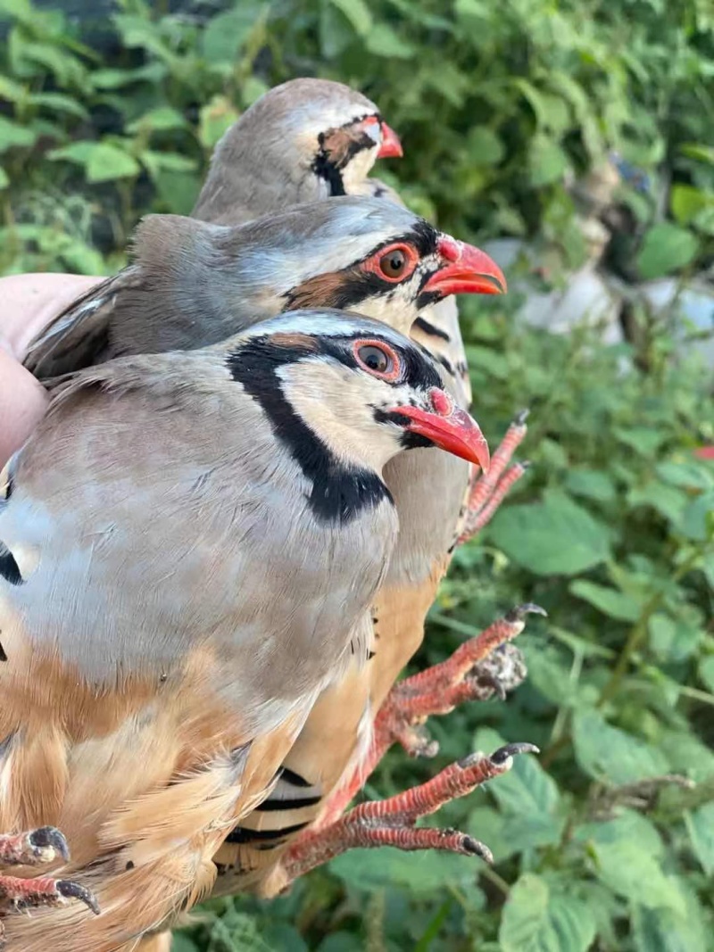 鹧鸪活鸟宠物鸟红腿鸟嘎嘎鸡石鸡可下蛋繁殖