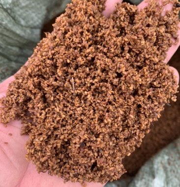 [刺嫩芽种子批发]刺嫩芽种子价格100.00元/斤 - 一亩田