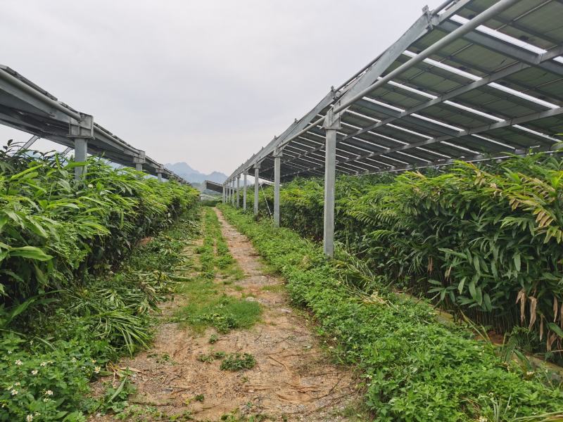阳春砂仁种植,药苗销售我公司承包的30亩春砂仁种植基地位于隆安县