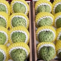 释迦应季品种随时可聊
