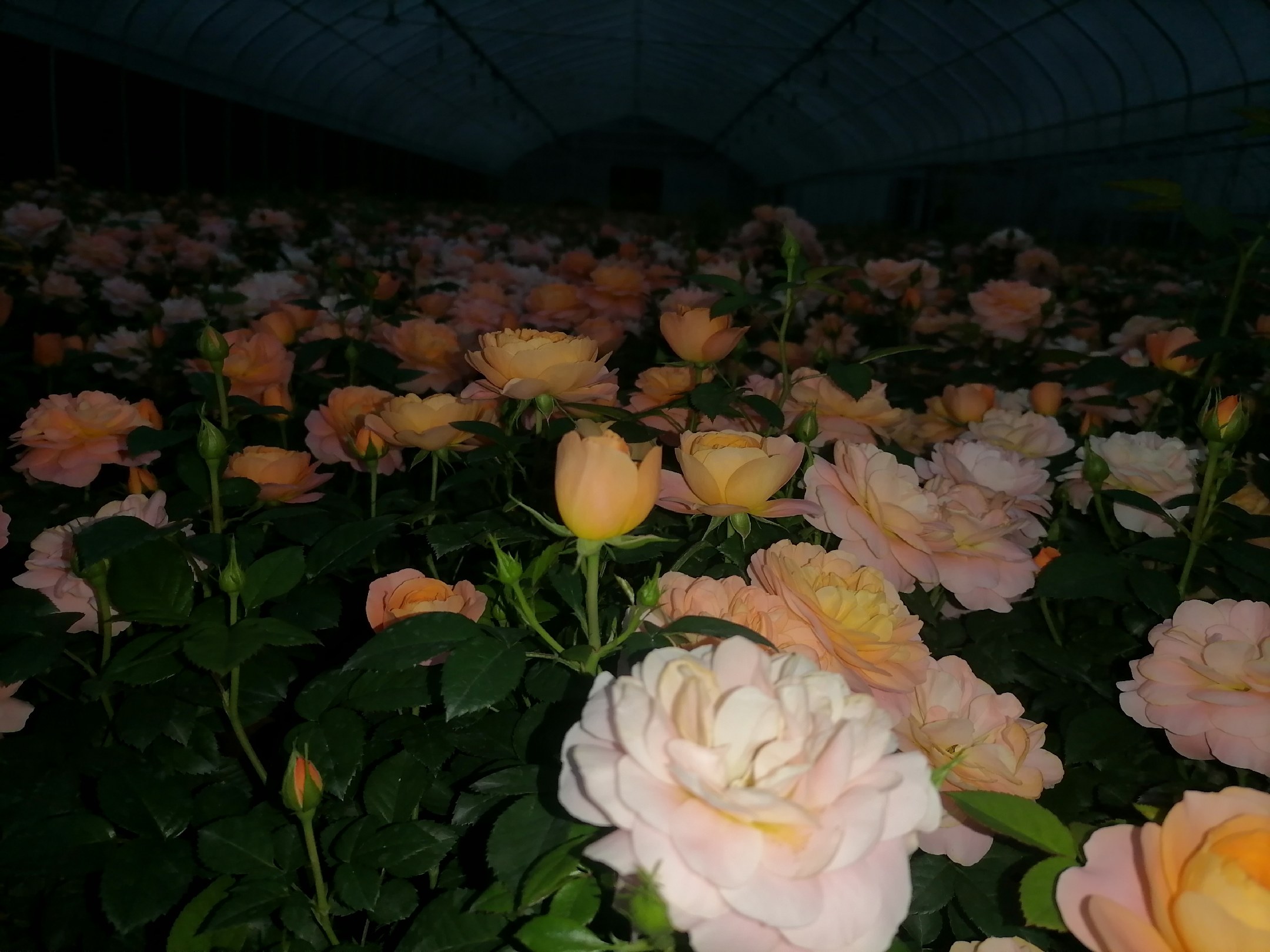 弗洛伦蒂娜月季在花园中的种植效果