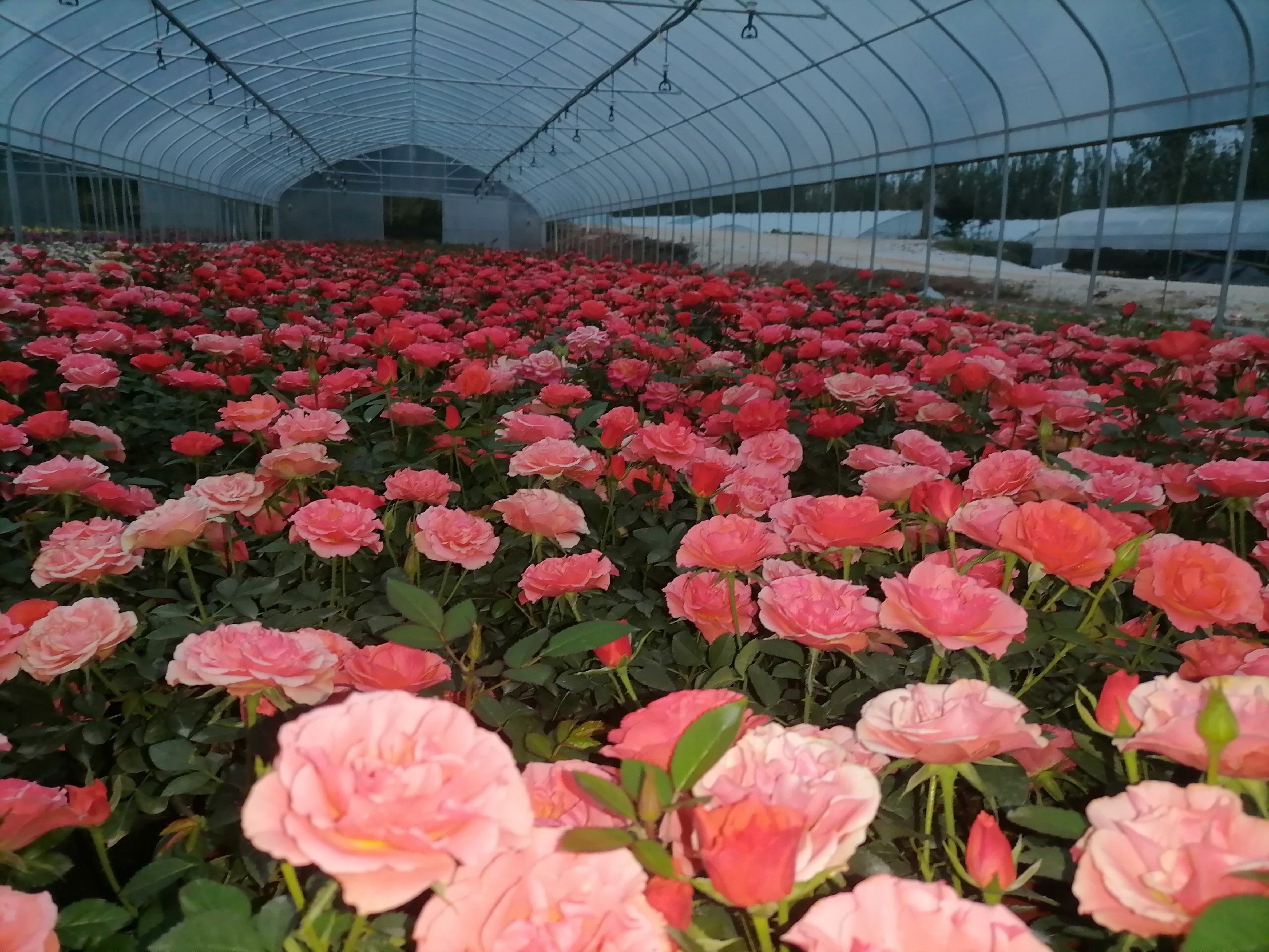 和室内部视角,窗外可见盛开的欧洲月季 和室内部视角,窗外可见盛开的欧洲月季