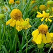 花海专用草花籽堆心菊种子别名翼锦鸡菊花四季可播