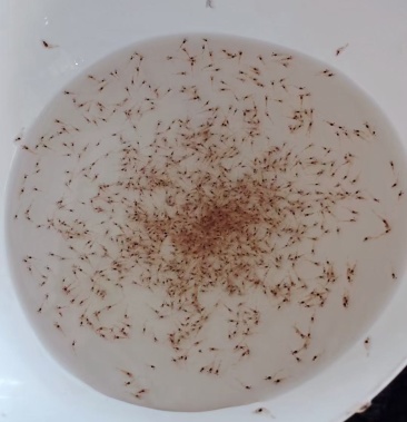 [罗氏沼虾苗批发]台湾进口罗氏虾苗种厂家直发,咸,淡水养殖,技术指导