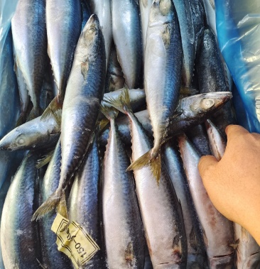 青占鱼 台鲅鱼船冻 水冷,陆冻,船冻,新货 鲜度佳