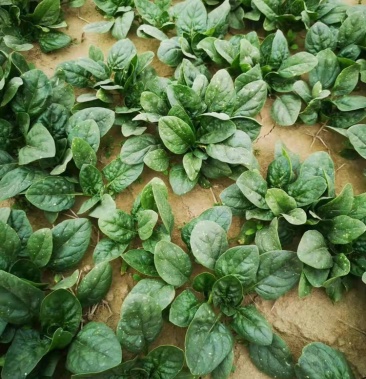 趴地小菠菜大量出货中