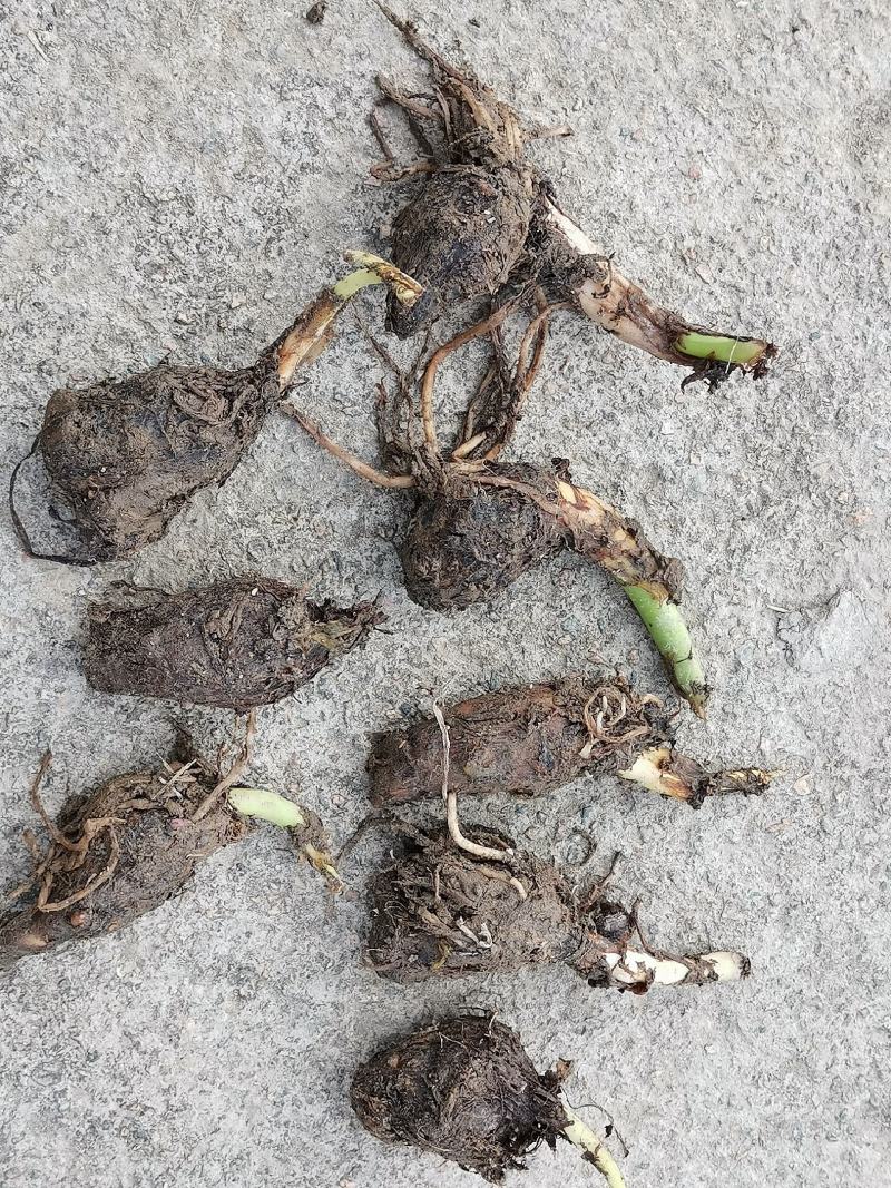 [槟榔芋种子批发]福建龙岩长汀县芋头种子 1.