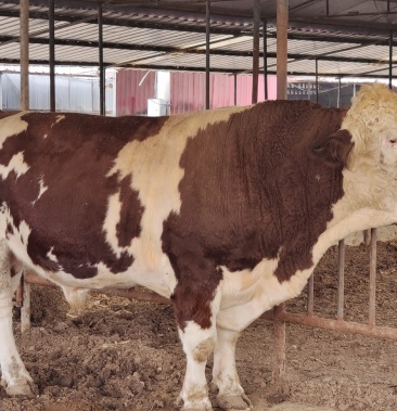 促销西门塔尔牛肉牛犊50006000一头公母随便挑