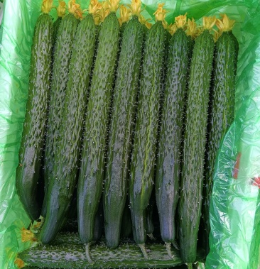 [黄瓜批发]曲堤精品黄瓜价格3.20元/斤 - 一亩田