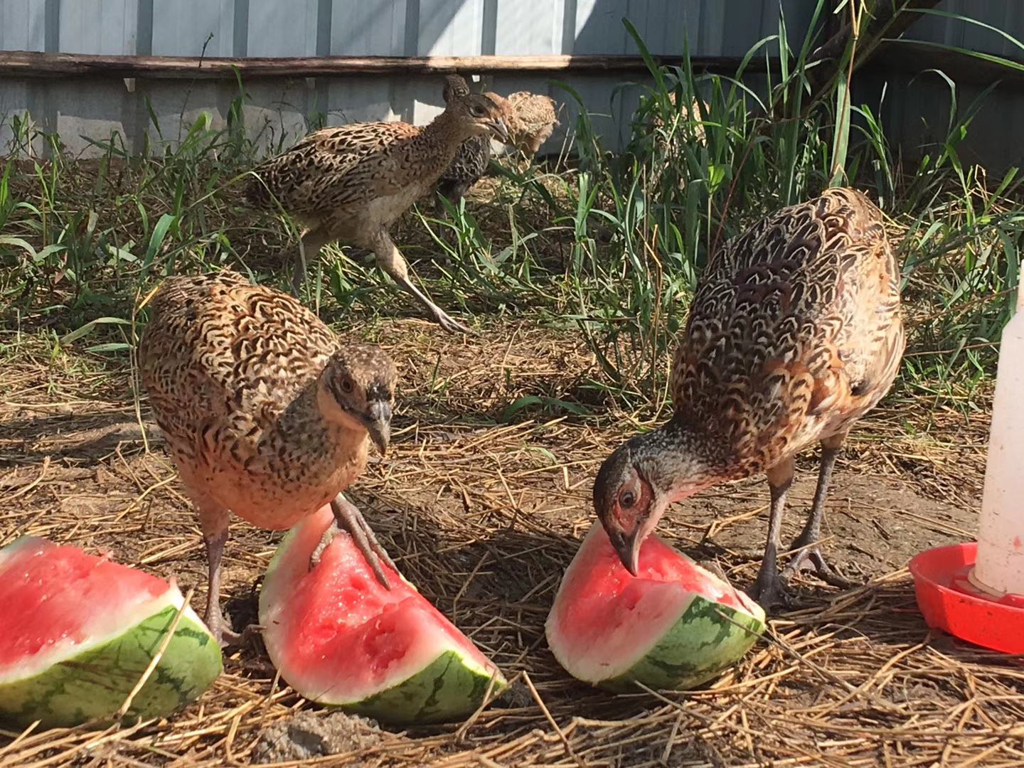 轻拍西瓜听声音判断生熟