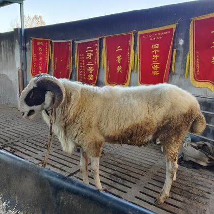 怀孕母羊羊羔羊苗一只全国发货货到付款包成活杜波绵羊 杜寒杂交羊