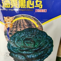 油亮黑心乌。特矮型，，