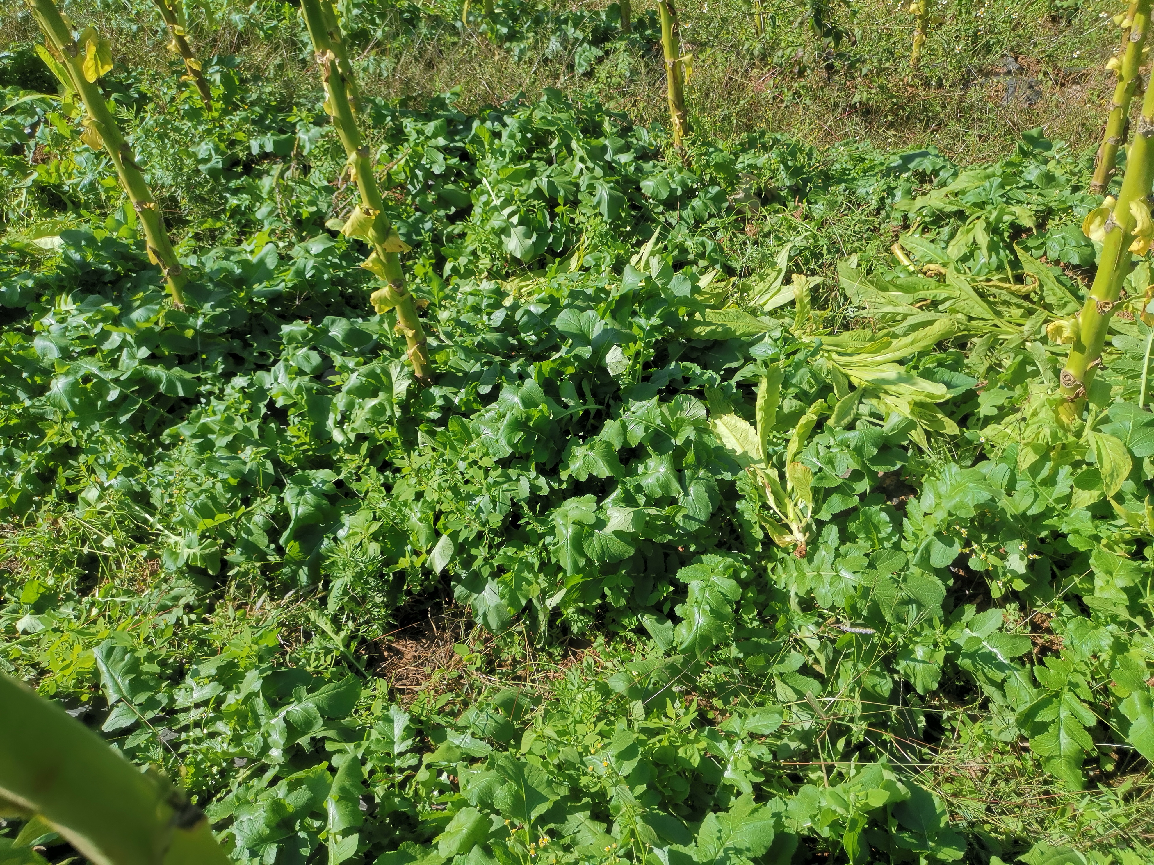 凤梨萝卜田间种植场景