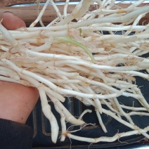 鱼腥草根