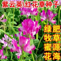 紫云英种子红花草种子养蜂蜜源高产绿肥牧草种子食用野菜种籽