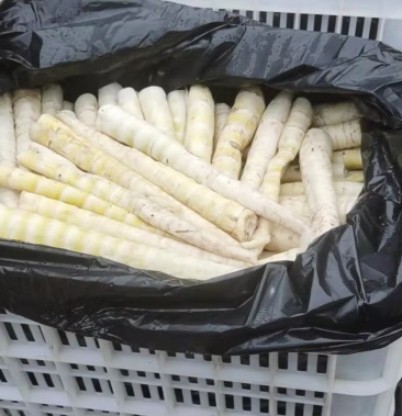 筒筒笋鲜笋庆竹笋鲜笋牛尾笋鲜笋保鲜笋小笋