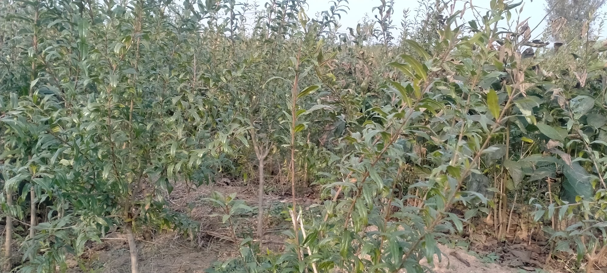 陕西临潼石榴种植园