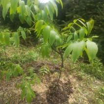 山和核桃一起卖