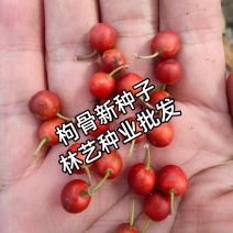 构骨种子鸟不宿猫儿刺枸骨冬青无刺构骨有刺枸骨种子