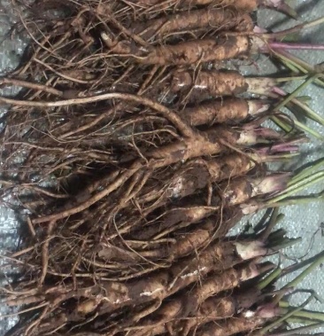 甘肃华亭市肉独活苗250万苗子出售毛根多