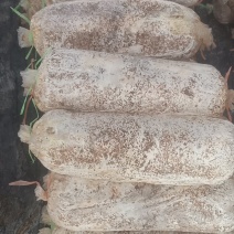 平菇菌棒