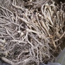 抚松县人参苗大中小各种规格，批发零售支持线上保障交易