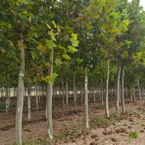 供应法桐各种规格都有8-20公分截头发帽原生冠，河南基地