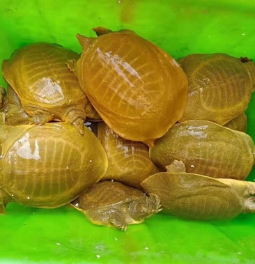 外塘小甲鱼批发麻辣塘口直发老甲鱼半斤到四斤规格