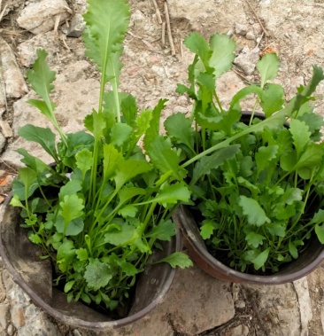 大滨菊大滨菊盆栽苗十二公分红盆120杯