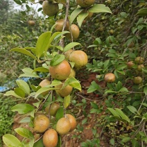 高产嫁接油茶苗批发