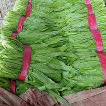 【精选】河北油麦菜产地直供全国发货欢迎全国老板咨询订购