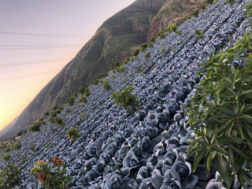 紫甘蓝与卷心菜种植地分布图