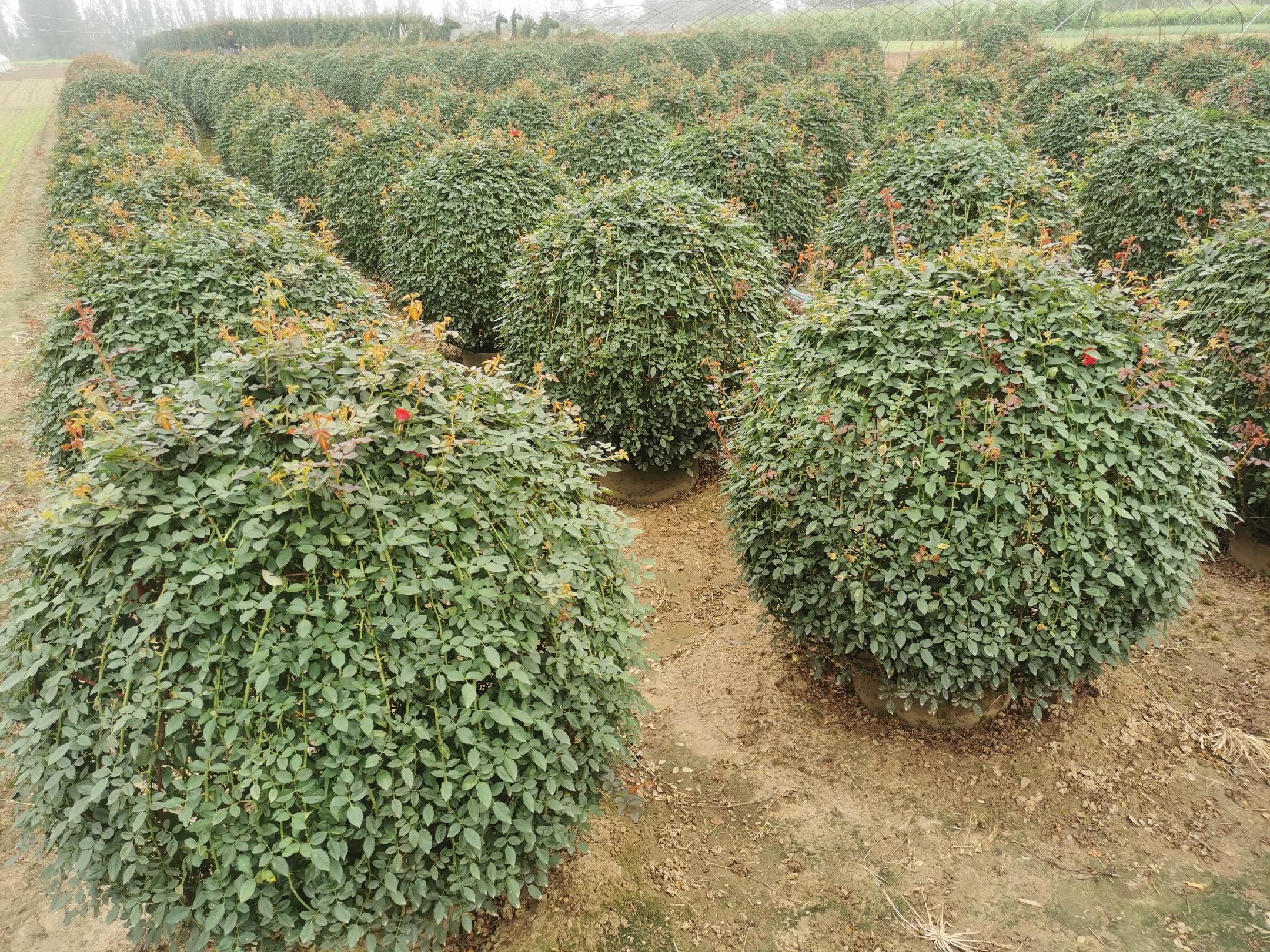 藤本月季滴灌系统布置图