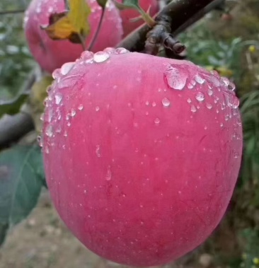 甘肃省天水市秦安县红富士苹果产自西北高原的冰糖心苹果
