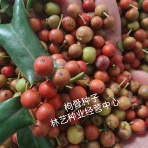 枸骨种子枸骨老虎刺无刺枸骨种子绿化苗木种子新采易种