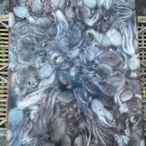 八爪鱼