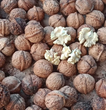 [核桃批发]精品核桃价格15.00元/斤 - 一亩田