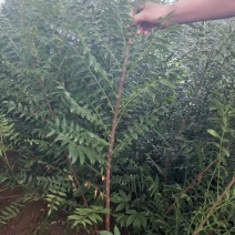 文冠果杯苗，多年生文冠果树苗，红花黑苗
