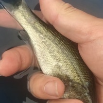 【荐】鲈鱼苗优质加州鲈鱼苗浙江鲈鱼苗活体运输视频看货选货
